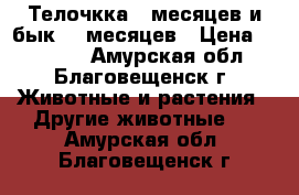 Телочкка 8 месяцев и бык 10 месяцев › Цена ­ 25 000 - Амурская обл., Благовещенск г. Животные и растения » Другие животные   . Амурская обл.,Благовещенск г.